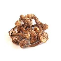 Buy Brazilian Magic Mushrooms