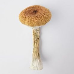 Buy Blue Meanie Magic Mushroom