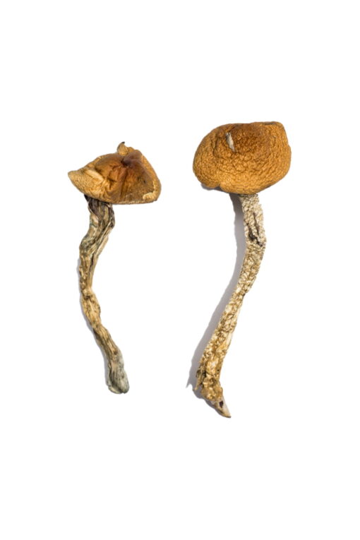 Buy Daddy Long Legs Magic Mushroom Buy Daddy Long Legs Magic Mushroom