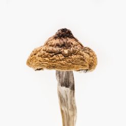 Buy B+ Magic Mushroom