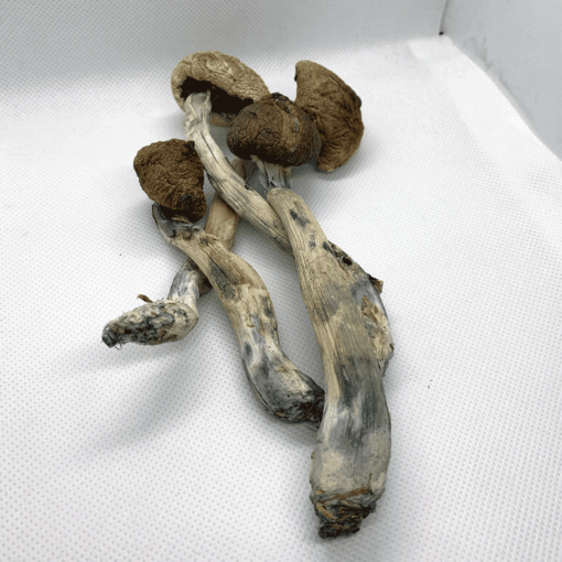 Buy Alacabenzi Magic Mushroom Buy Alacabenzi Magic Mushroom