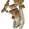 Buy Alacabenzi Magic Mushroom