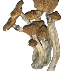 Buy Alacabenzi Magic Mushroom