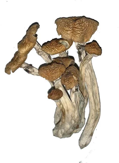 Buy Alacabenzi Magic Mushroom Buy Alacabenzi Magic Mushroom