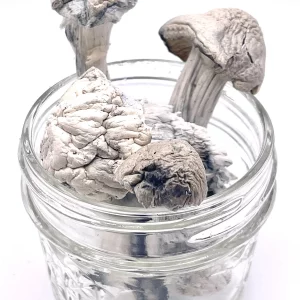 Buy Albino Penis Envy Mushrooms Buy Albino Penis Envy Mushrooms