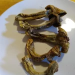 Buy Penis Envy Mushroom