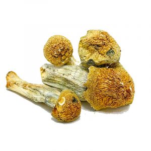 Buy Penis Envy Mushroom Buy Penis Envy Mushroom